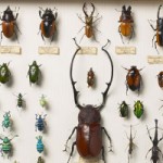 13e wallace-collection-beetles-nocurve_21565_2